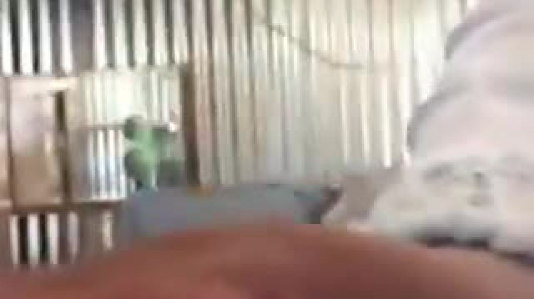 Homemade ekasi mapona